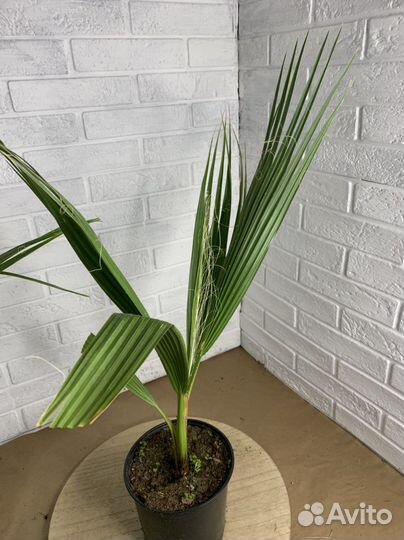 Пальма вашингтония