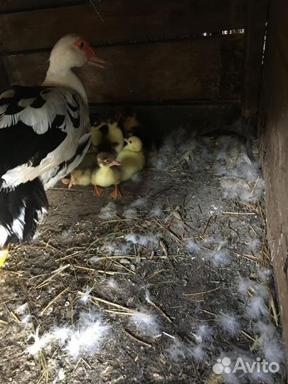 Мускусные утята