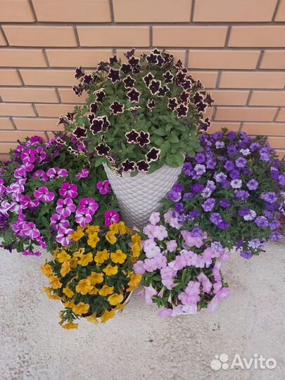 Петуния Ампельная Розовые жилки и Сиреневая в 0,5л