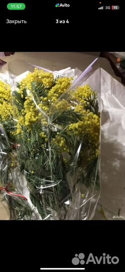 Живые цветы, мимоза