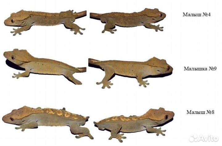 Эублефары и бананоеды