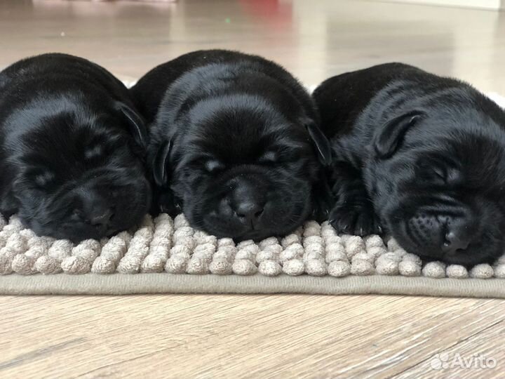 Щенки лабрадора