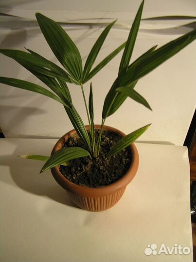 Трахикарпус веерная пальма 4 года
