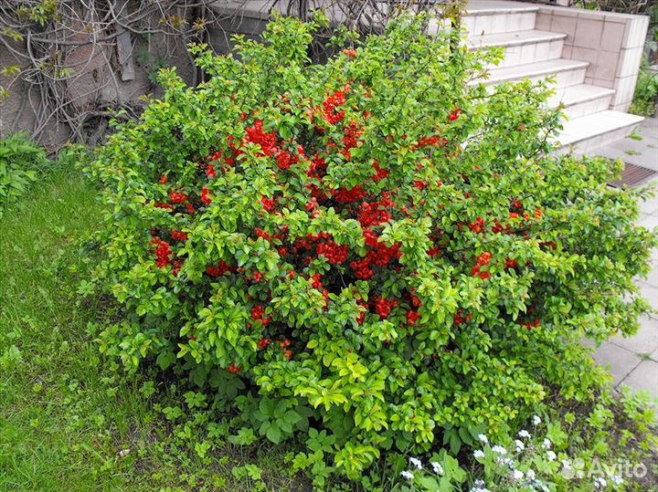 Айва японская