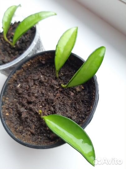 Хойя вайети (Hoya wayetii )