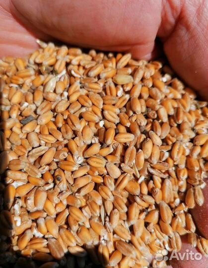 Рожь озимая, Фуражная пшеница на корм/посев