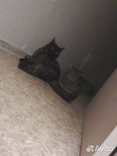 Черный кот