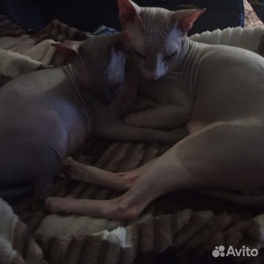 Донской сфинкс котята