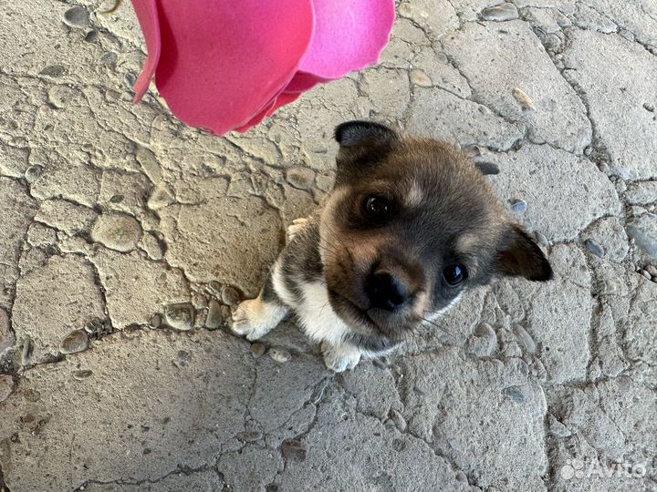 Щенок в добрые руки