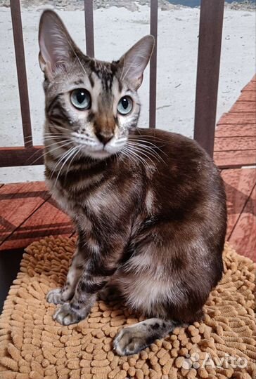 Бенгальская кошка