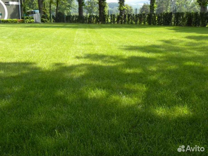 Укладка рулонного газона