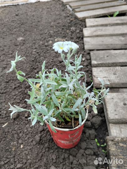 Тимьян лавандопахнущий