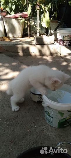 Белоснежный красавец Снежок и Белая кошка Белка