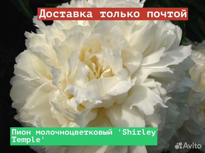 Пион молочноцветковый Shirley Temple