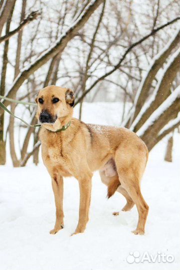 Собака в добрые руки