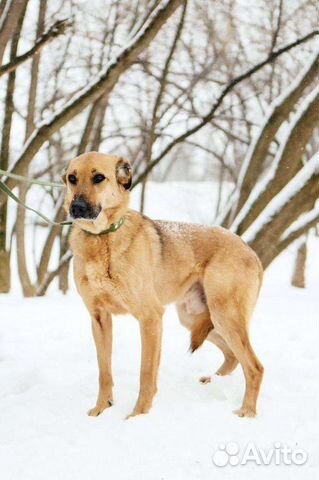 Собака в добрые руки