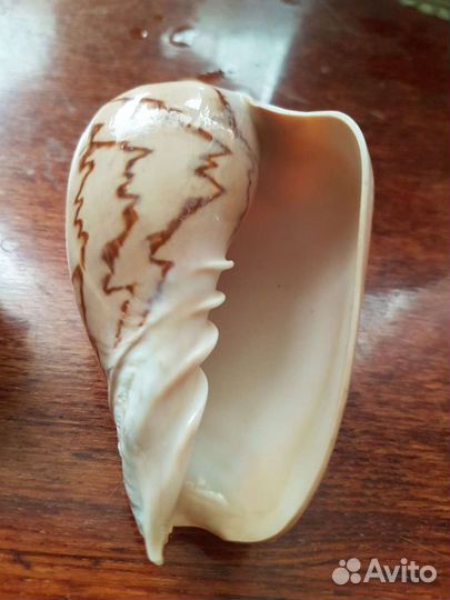 Морские ракушки.турмалиновые камушки