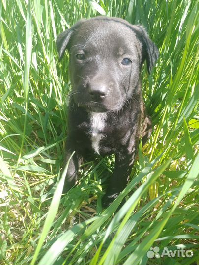 Щенки питбультерьера