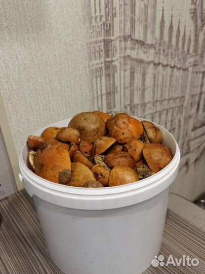 Свежие грибы