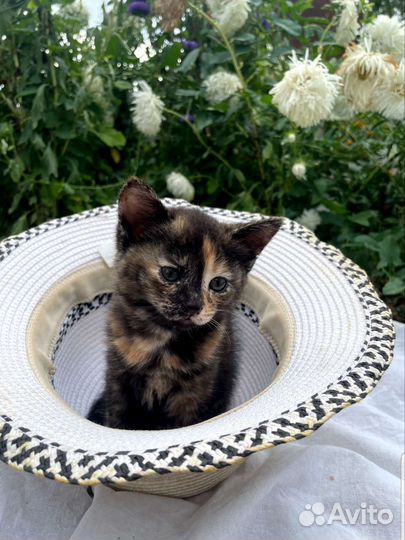 Кошка в дар