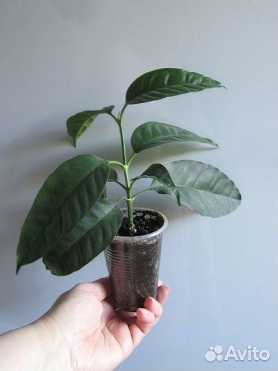 Хойя мультифлора