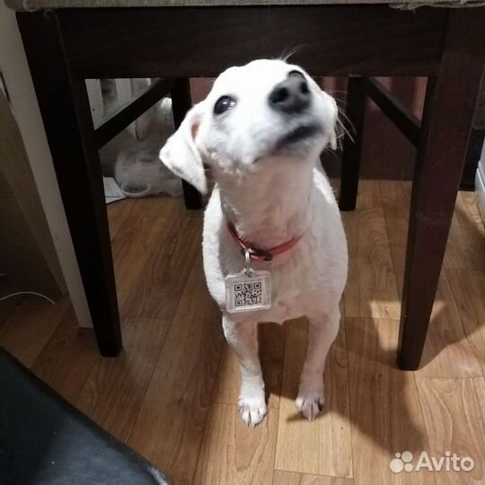 Зооняня, передержка, выгул собак и кошек