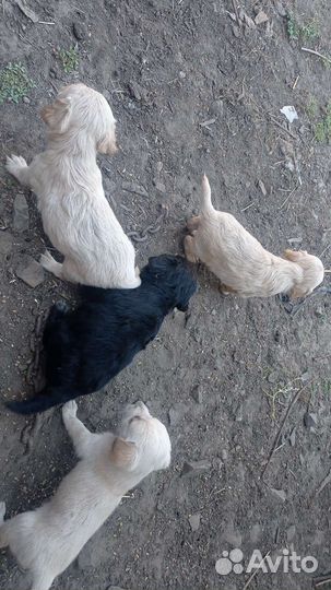 Щенки в добрые руки,2 девочки и 1 мальчик