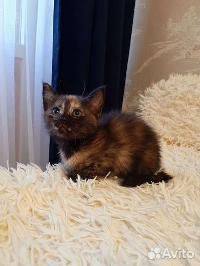 Ласковая малышка в добрые руки