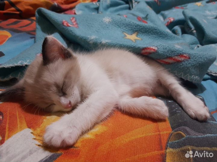 Котик в добрые руки