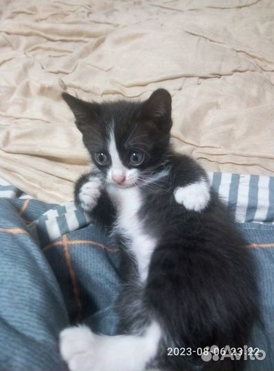 Котята бесплатно