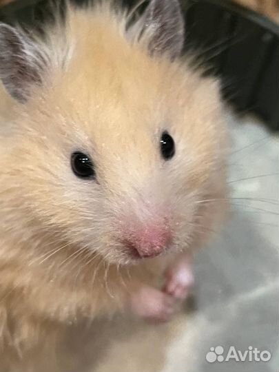 Сирийский хомяк