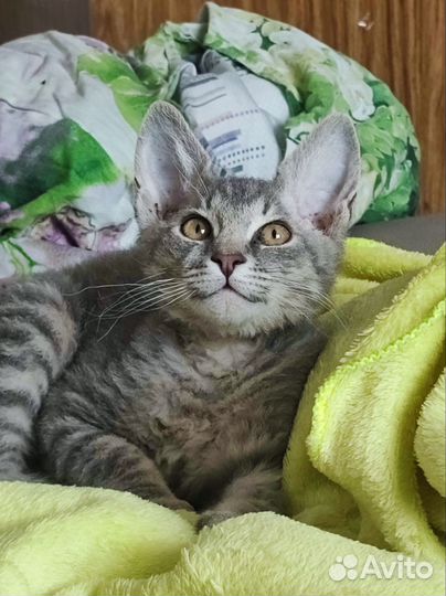 Отдам кота в добрые руки