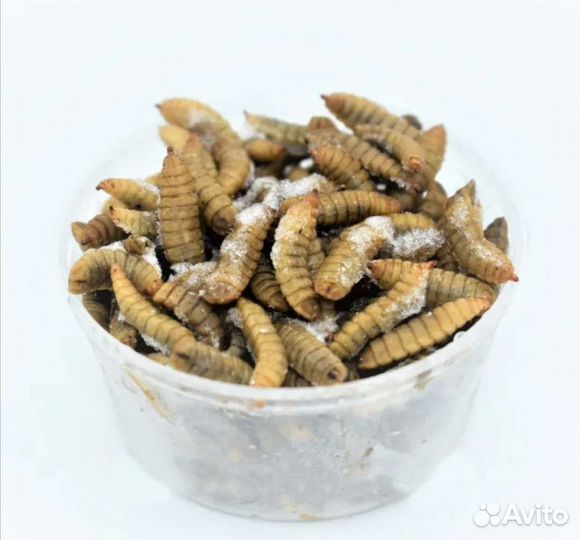 Сверчки, тараканы, зофобас, кормовые насекомые