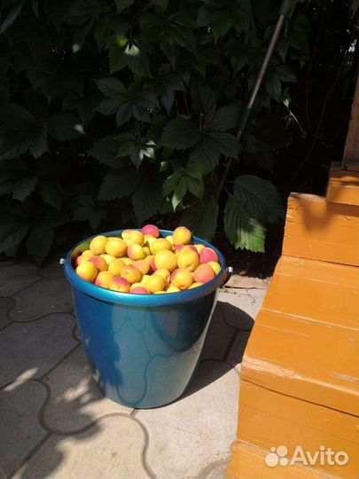 Абрикос домашний