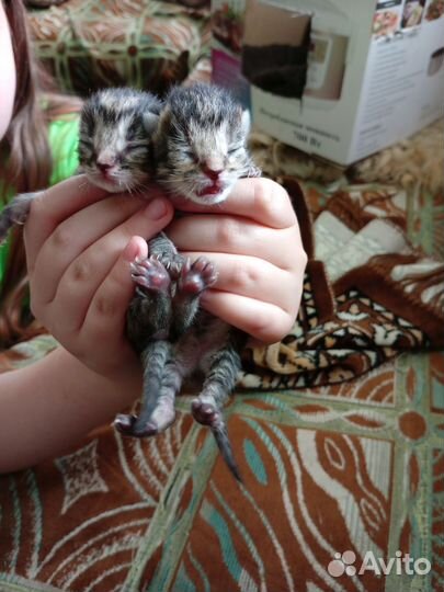 Домашние животные бесплатно