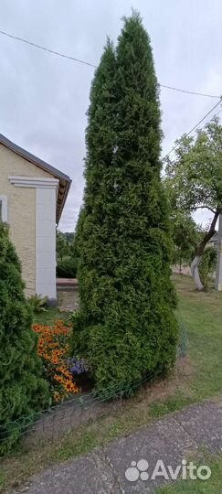 Можжевельник, туи, сосны