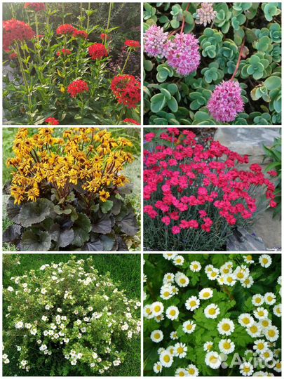 Для любителей редких растений Ваточник сирийский