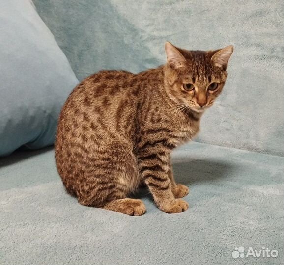 Отдам котенка