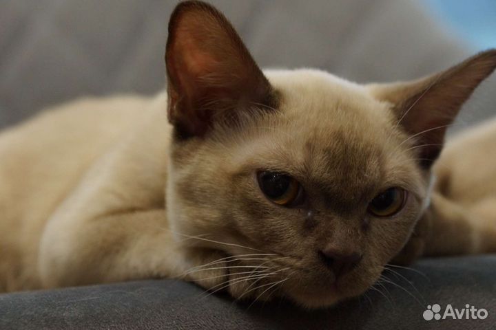 Ласковый бурманский котенок