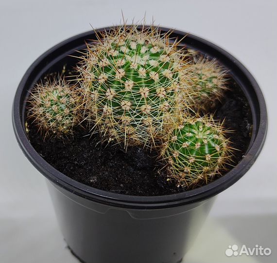 Кактус эхинопсис (подобный ежу)