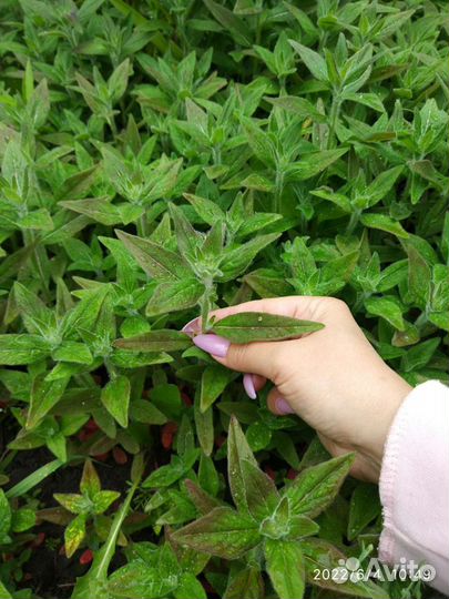 Ромашка жёлтая, Гелиопсис, многолетние цветы