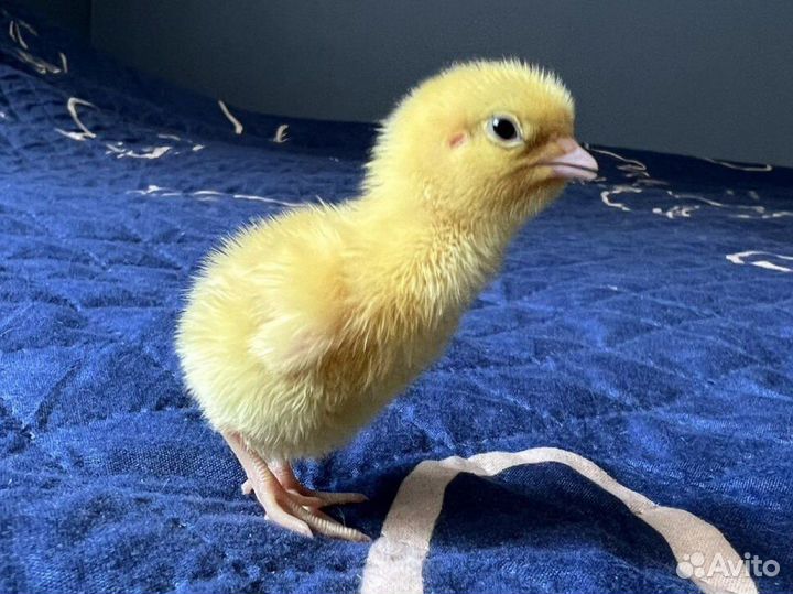 Инкубационное яйцо перепела