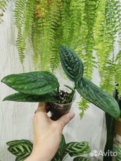 Сциндапсусы разные и другое