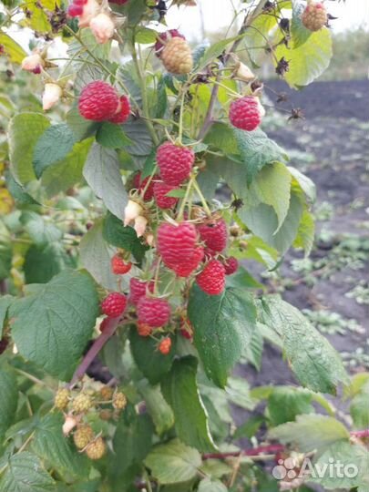 Саженцы ремонтантной малины