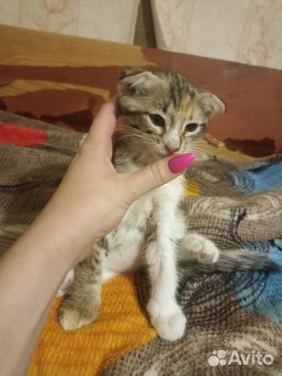 Котята в добрые руки бесплатно