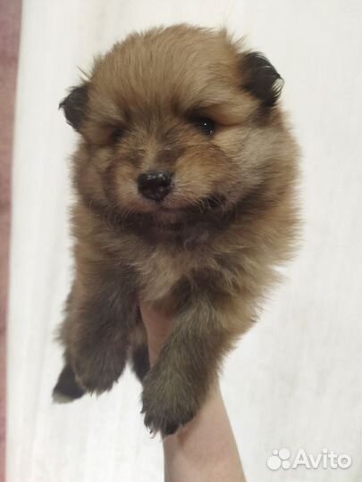 Щенки немецкого Шпица