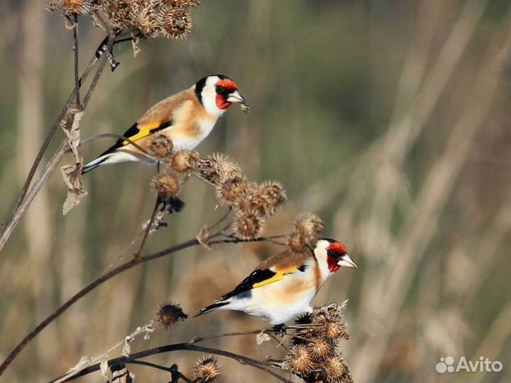 Лесные птицы