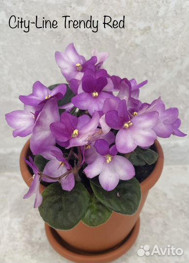 Сортовые фиалки