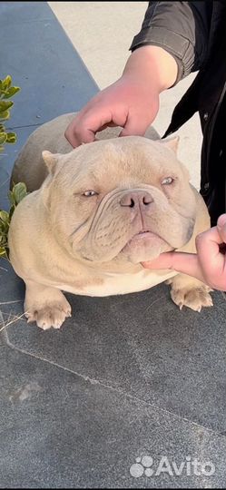 Американский Булли Экзот - Мальчик 11 месяцев