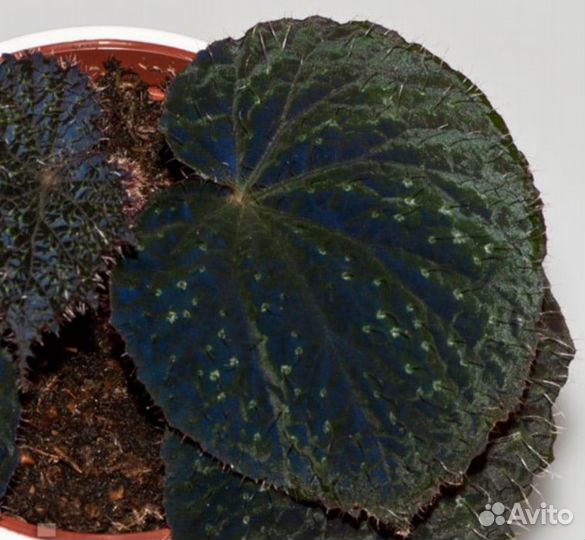 Крупные детки и стартеры бегоний (излишки)